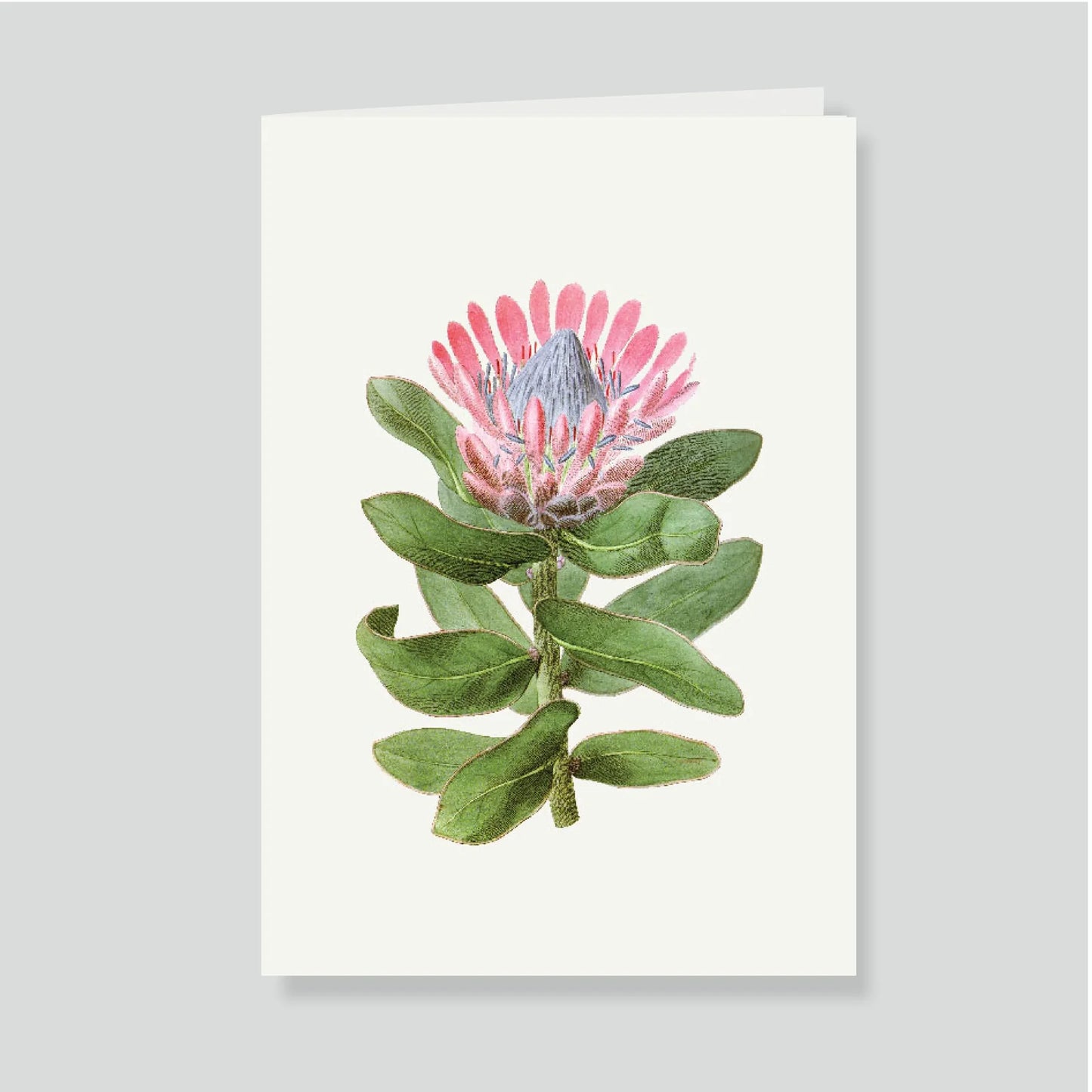 Tarjetón Doble Protea | Escribana