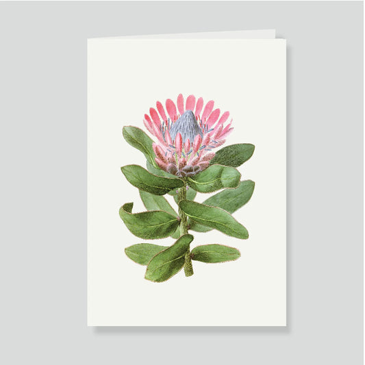 Tarjetón Doble Protea | Escribana